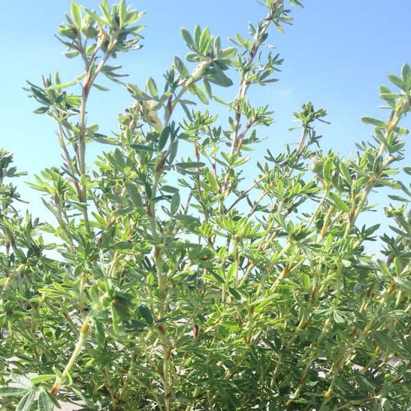 Potentilla fruticosa Glamour Girl (Fogliame)