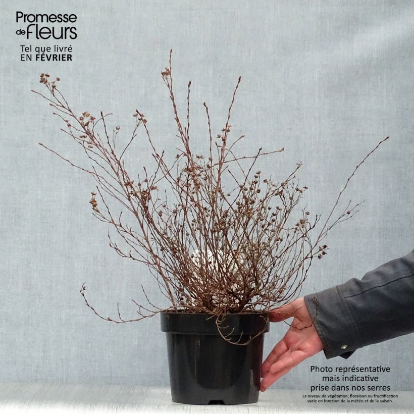 Potentilla fructicosa Glamour Girl - Potentille arbustive Pot de 2L/3L esemplare consegnato in inverno