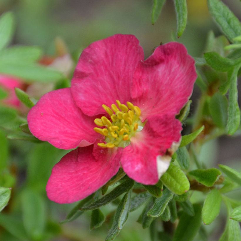 Potentilla fruticosa Bellissima (Fioritura)