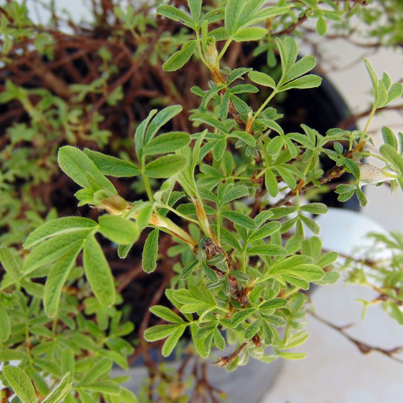 Potentilla fruticosa Bellissima (Fogliame)