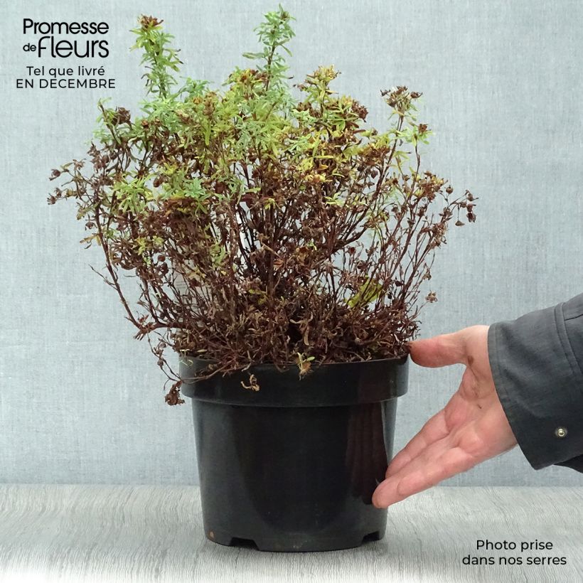 Potentilla fruticosa Bellissima - Potentille arbustive Pot de 2L/3L esemplare consegnato in inverno