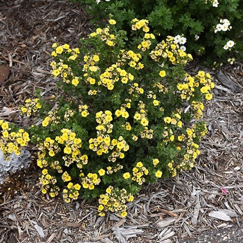 Potentilla fruticosa Citrus Tart (Porto)