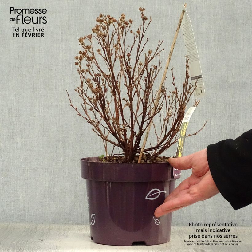 Potentilla fruticosa Citrus Tart- Potentille arbustive Pot de 2L/3L esemplare consegnato in inverno