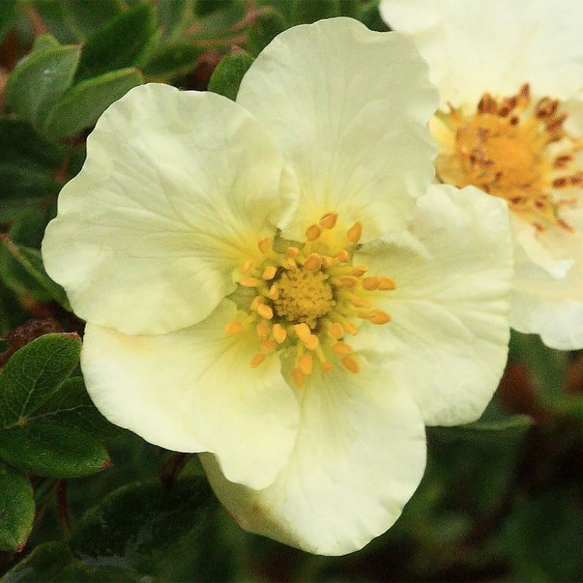 Potentilla fruticosa Creamissima (Fioritura)