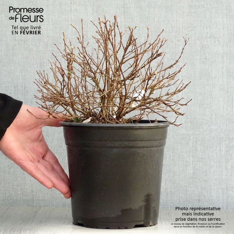 Potentilla fruticosa Double Punch Pastel - Potentille arbustive Pot de 3L/4L esemplare consegnato in inverno