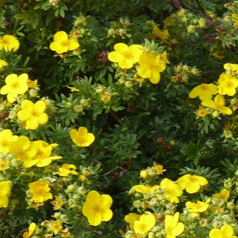 Potentilla fruticosa Goldfinger (Fogliame)