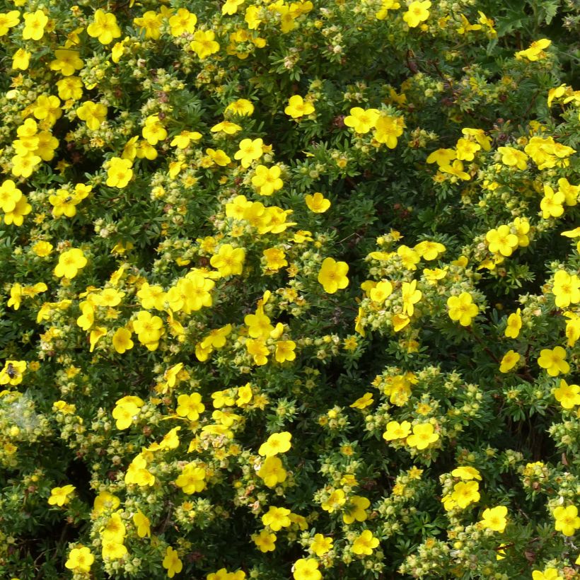 Potentilla fruticosa Goldfinger (Fioritura)