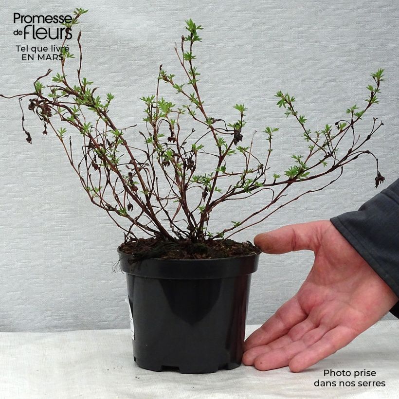 Potentilla fruticosa Goldfinger - Potentille arbustive en pot de 1L/1,5L esemplare consegnato in inverno