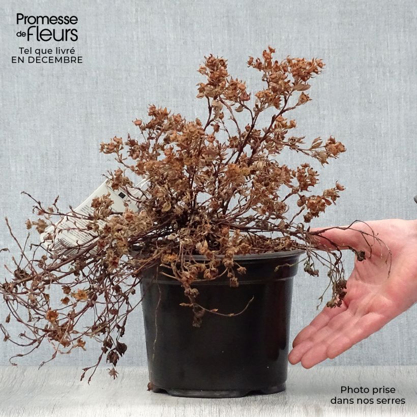 Potentilla fruticosa Goldteppich - Potentille arbustive  Pot de 1.5L/2L esemplare consegnato in inverno