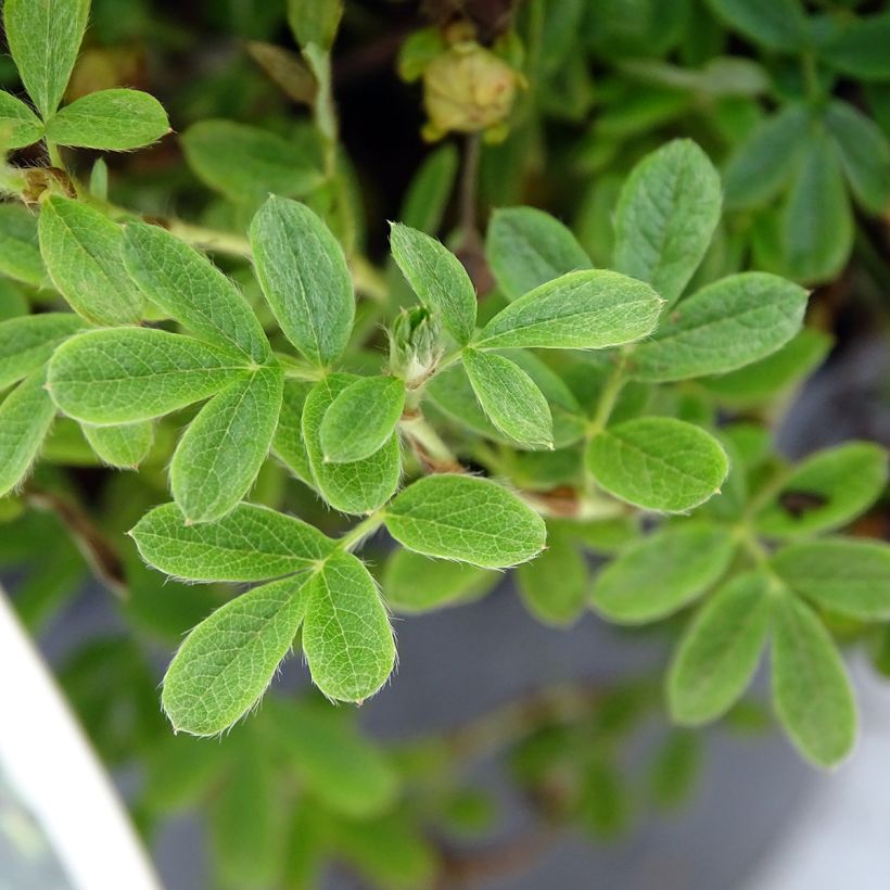 Potentilla fruticosa Lemon Meringue (Fogliame)