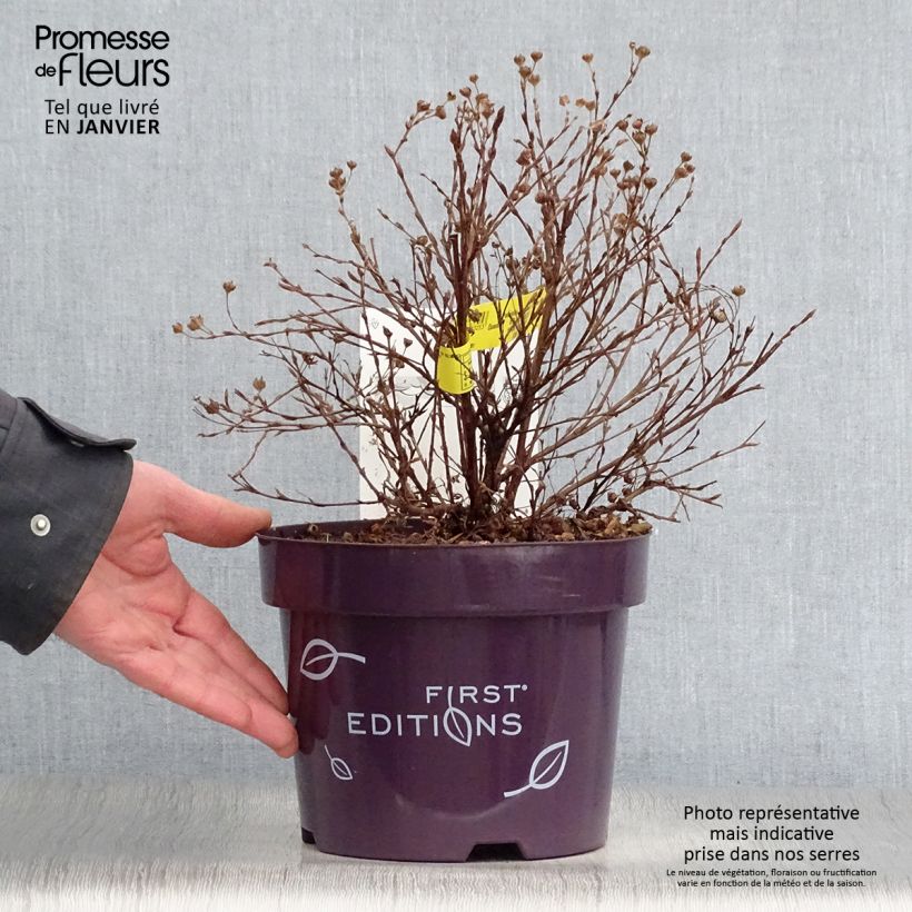 Potentilla fruticosa Lemon Meringue- Potentille arbustive Pot de 2L/3L esemplare consegnato in inverno