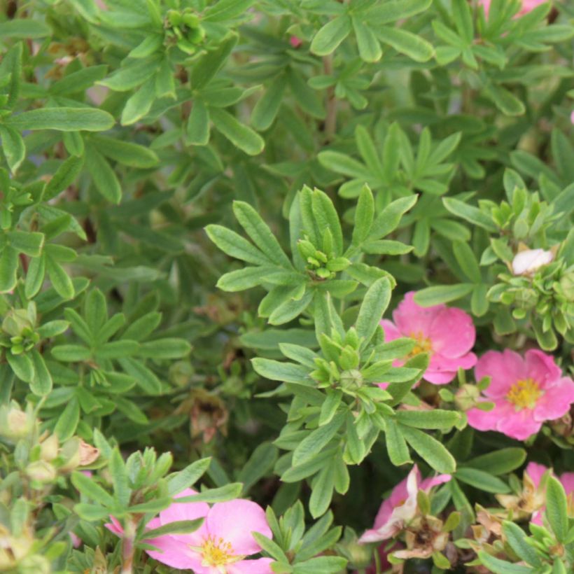 Potentilla fruticosa Lovely Pink (Fogliame)