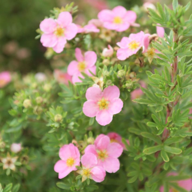 Potentilla fruticosa Lovely Pink (Fioritura)