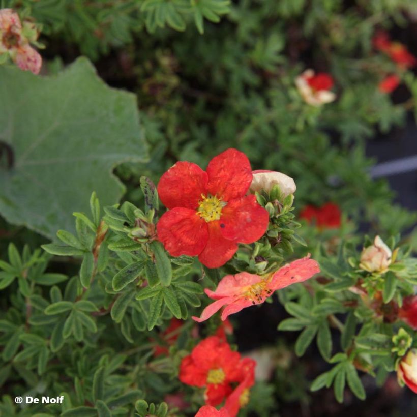 Potentilla fruticosa Marian Red Robin (Fogliame)