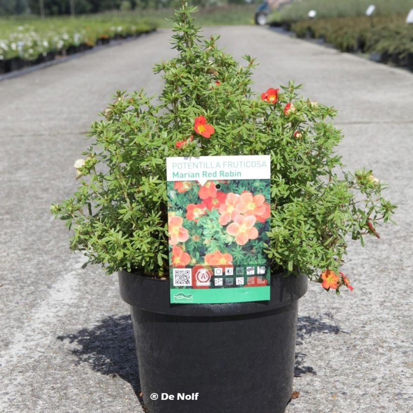 Potentilla fruticosa Marian Red Robin (Porto)