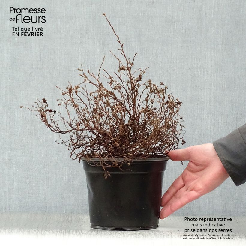 Potentilla fruticosa Marian Red Robin - Potentille arbustive Pot de 1.5L/2L esemplare consegnato in inverno