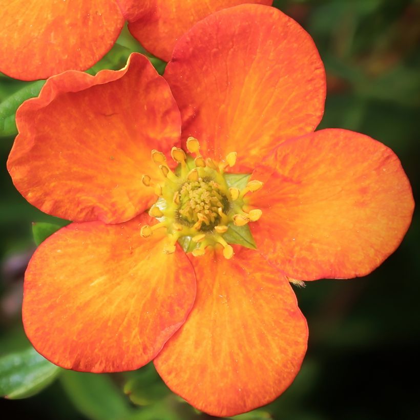 Potentilla fruticosa Orangissima (Fioritura)