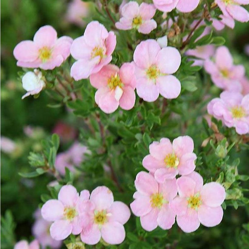 Potentilla fruticosa Pink Beauty (Fioritura)