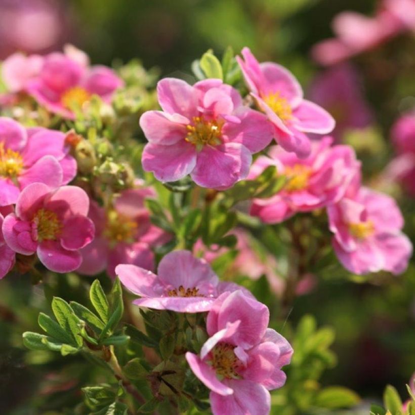 Potentilla fruticosa Pink Paradise (Fioritura)