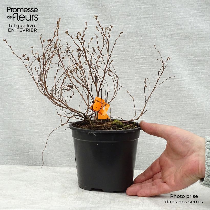 Potentilla fruticosa Red Ace en pot de 1.3L- Potentille arbustive esemplare consegnato in inverno