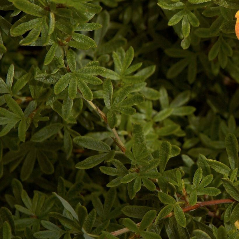 Potentilla fruticosa Red Ace (Fogliame)