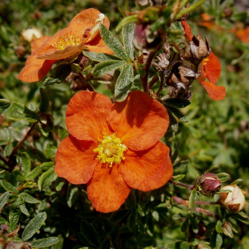 Potentilla fruticosa Red Ace (Fioritura)