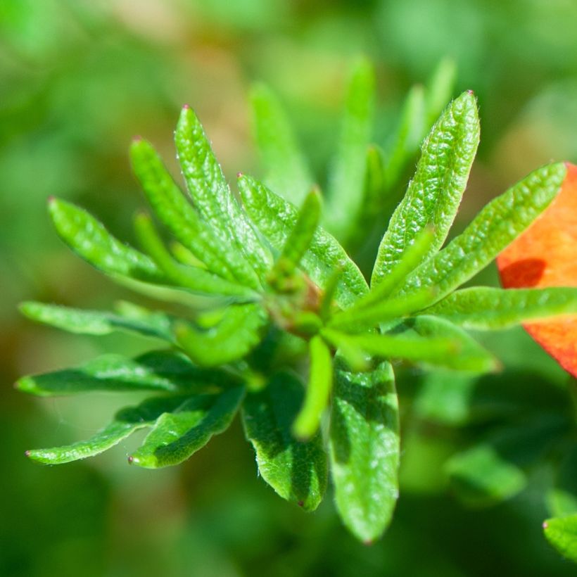 Potentilla fruticosa Red joker (Fogliame)