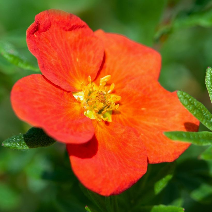 Potentilla fruticosa Red joker (Fioritura)