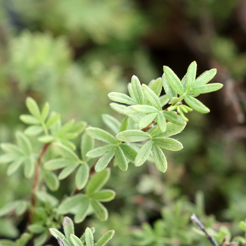 Potentilla fruticosa Tangerine (Fogliame)