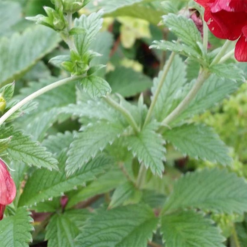 Potentilla Arc en Ciel (Fogliame)