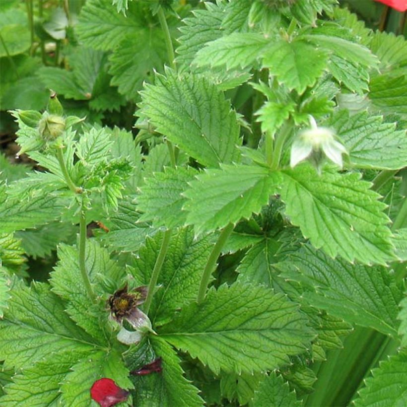 Potentilla Flamenco (Fogliame)