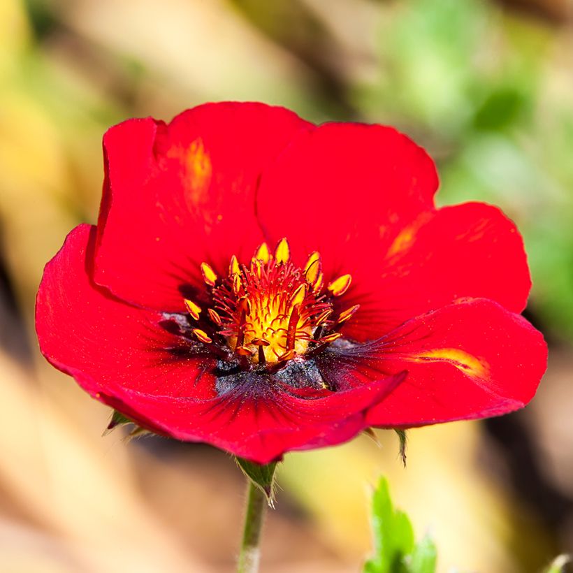 Potentilla Flamenco (Fioritura)