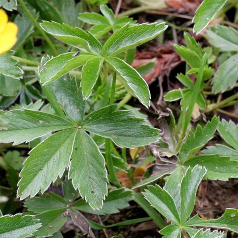 Potentilla Orange (Fogliame)