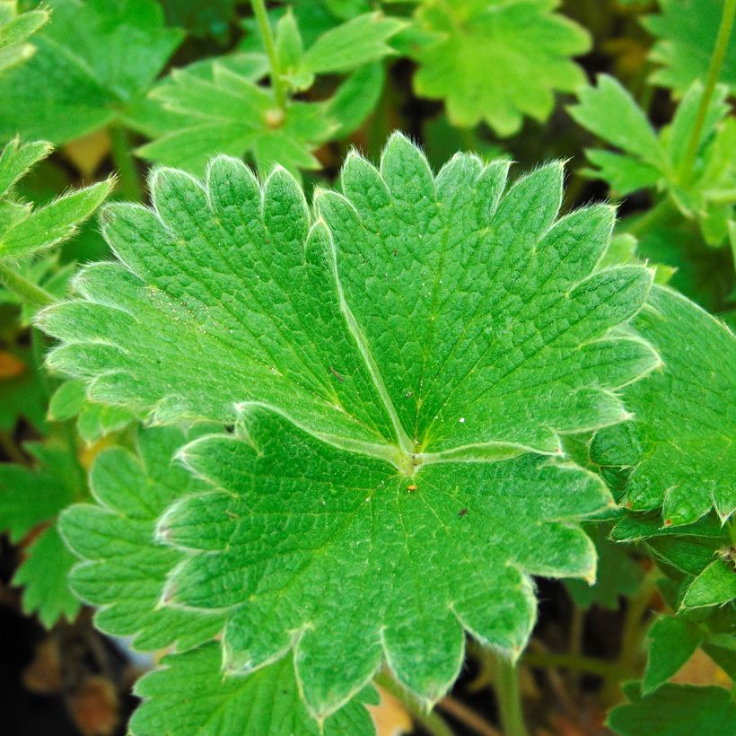 Potentilla megalantha (Fogliame)