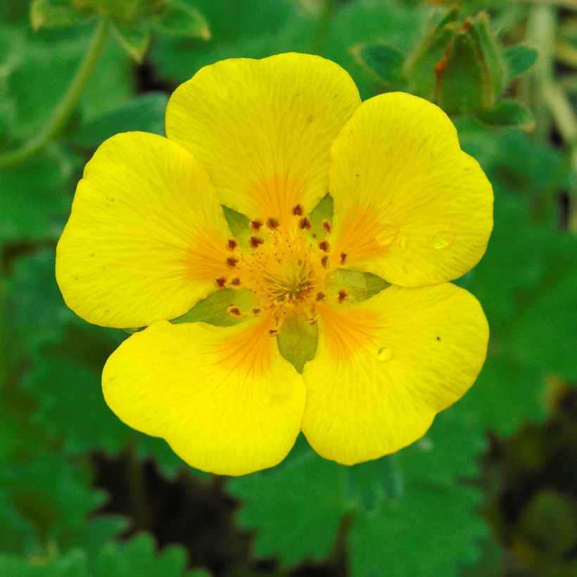 Potentilla megalantha (Fioritura)