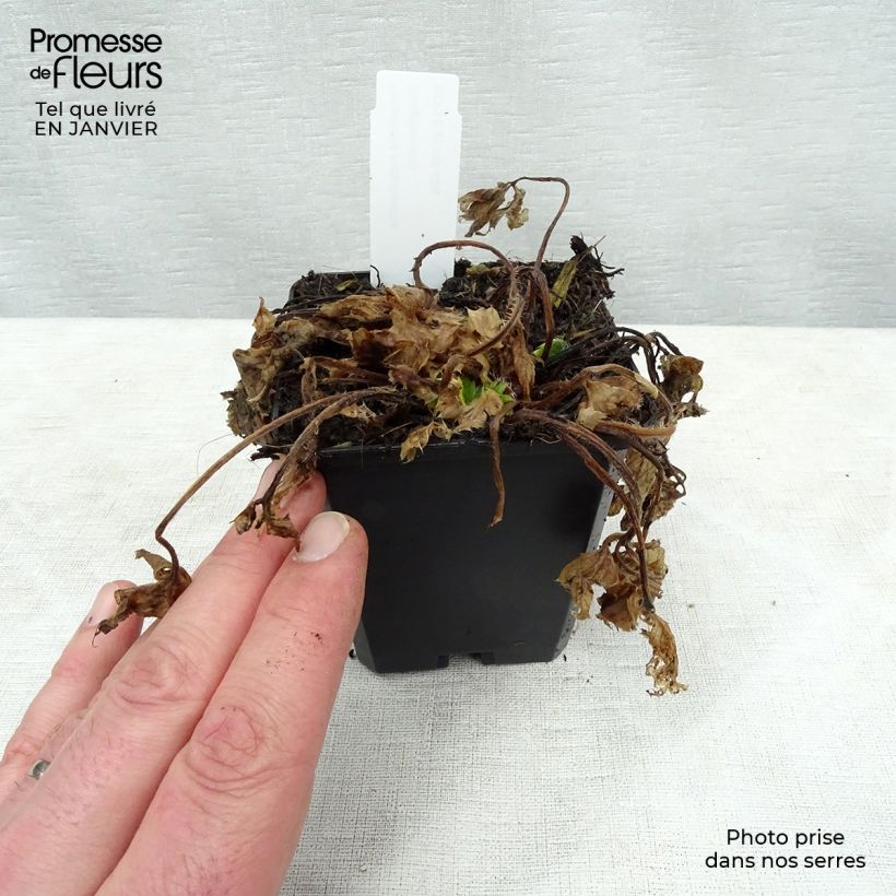 Potentilla megalantha - Potentille à grandes fleurs Godet de 9cm esemplare consegnato in inverno