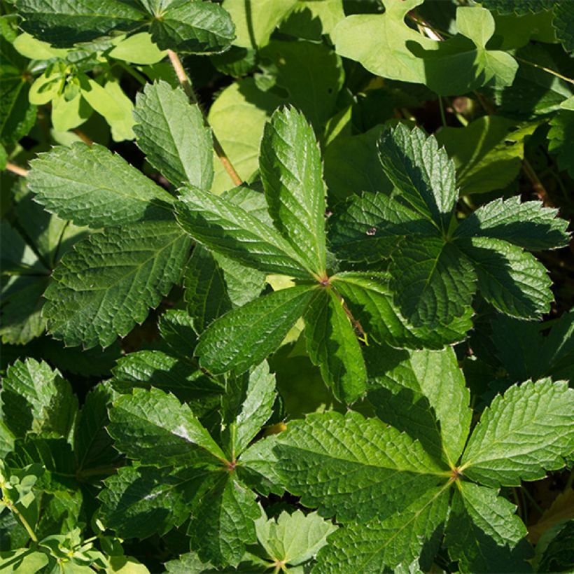 Potentilla nepalensis Miss Willmot (Fogliame)