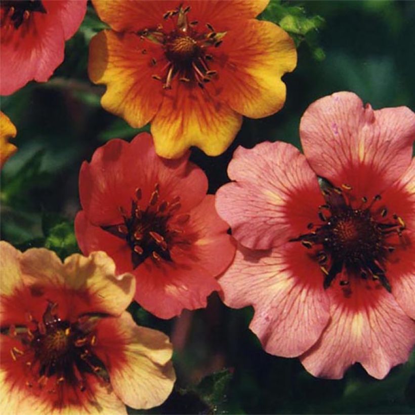 Potentilla nepalensis Miss Willmot (Fioritura)