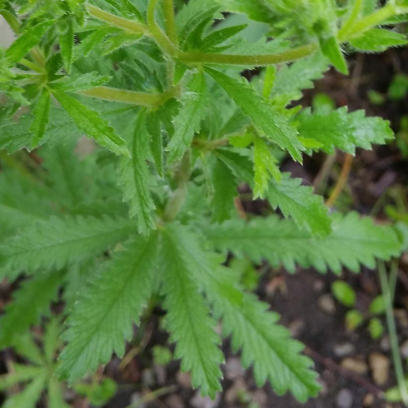 Potentilla recta Warrenii (Fogliame)