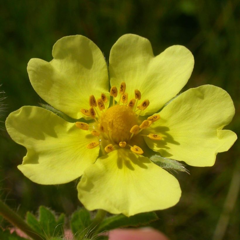 Potentilla recta Warrenii (Fioritura)