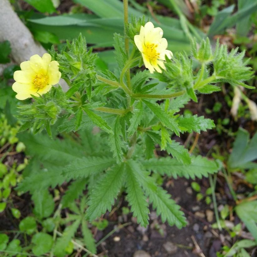 Potentilla recta Warrenii (Porto)