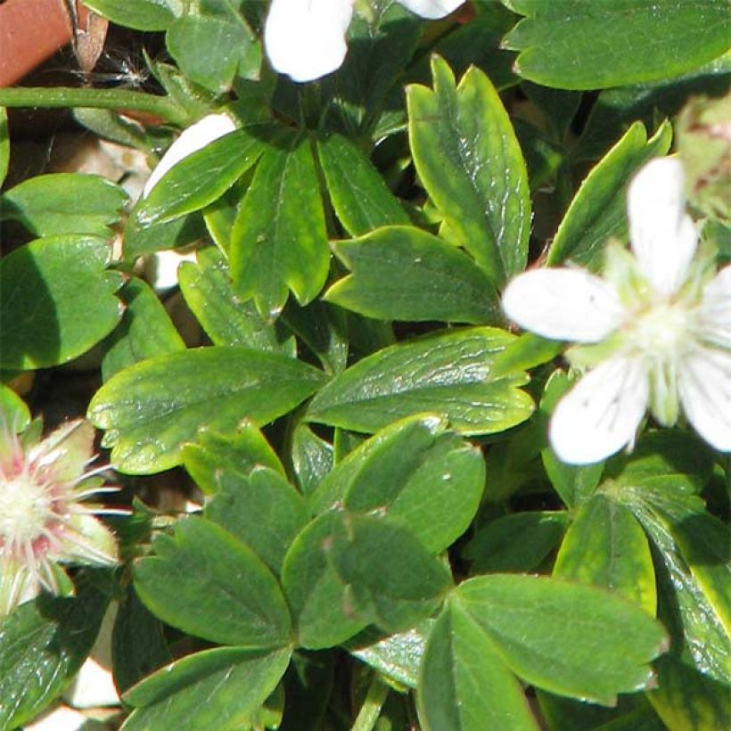 Potentilla tridentata Minima (Fogliame)