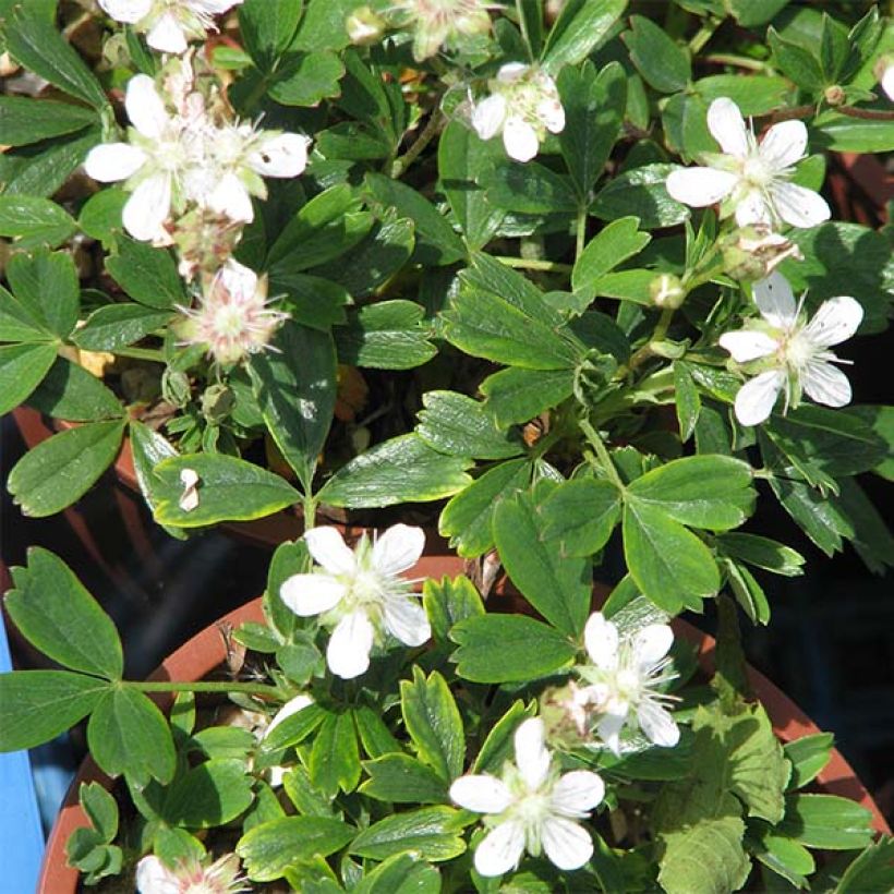 Potentilla tridentata Minima (Fioritura)