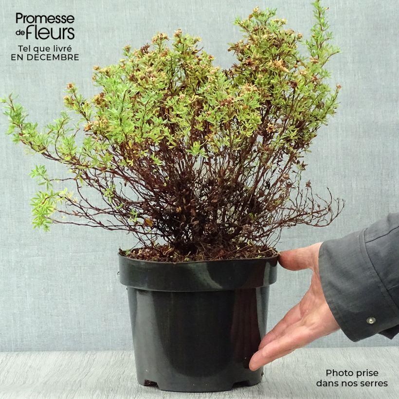 Potentille arbustive Bella Sol - Potentilla fruticosa Pot de 2L/3L esemplare consegnato in inverno