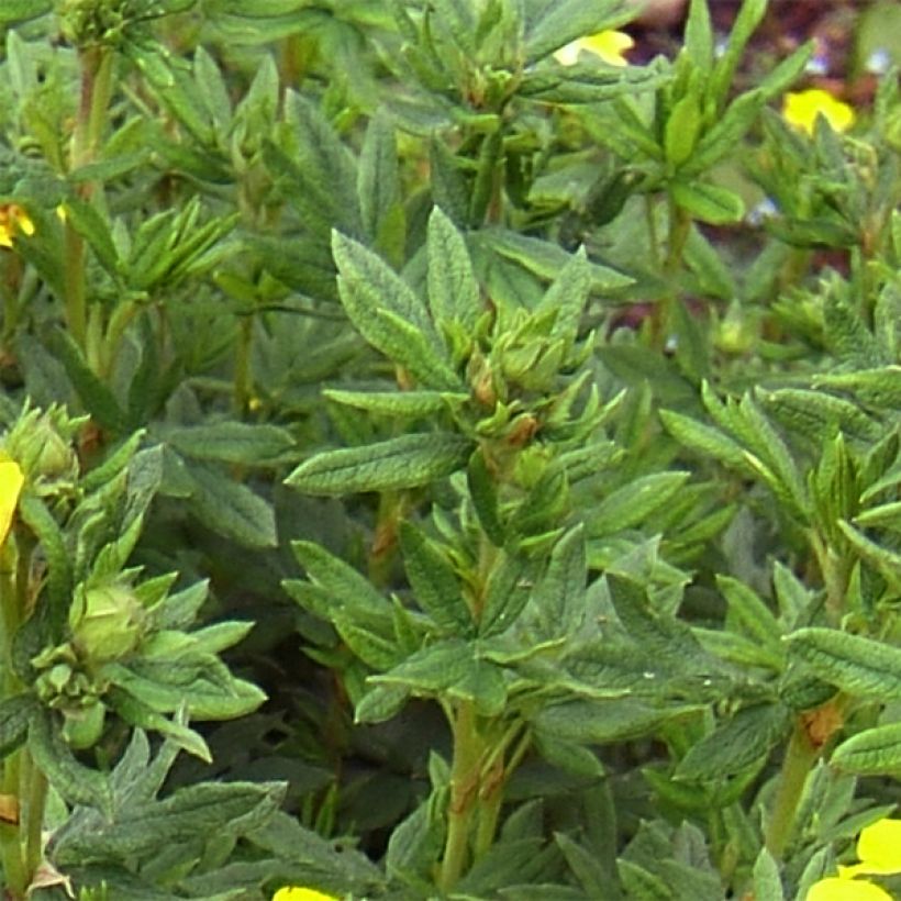 Potentilla fruticosa Kobold (Fogliame)