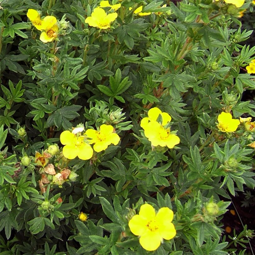 Potentilla fruticosa Kobold (Fioritura)