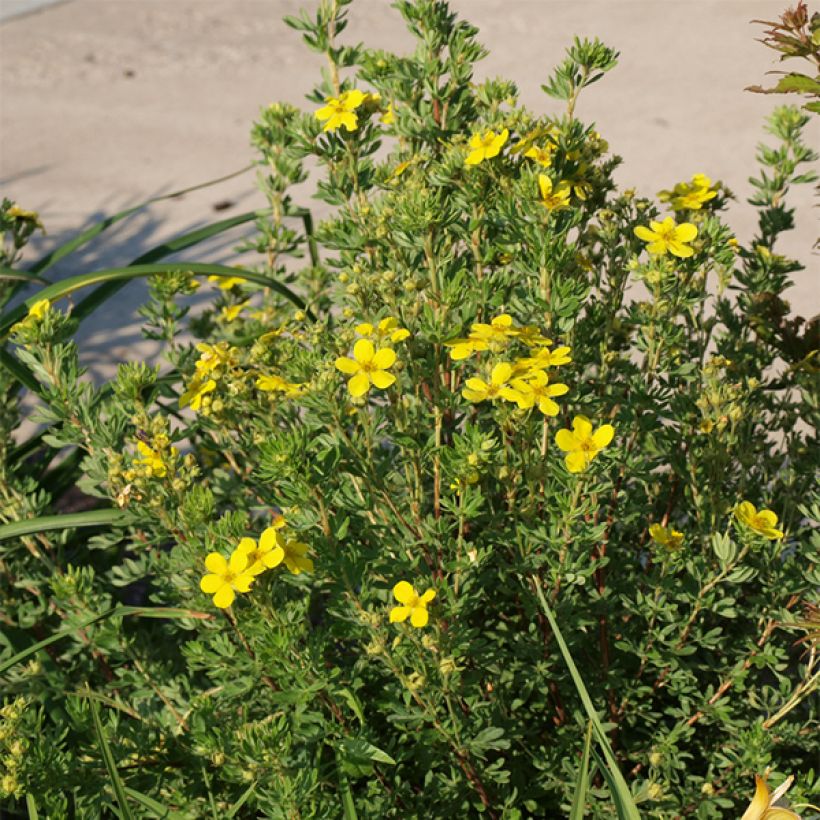 Potentilla fruticosa Kobold (Porto)