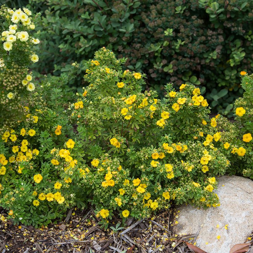 Potentilla fruticosa Marmalade (Porto)