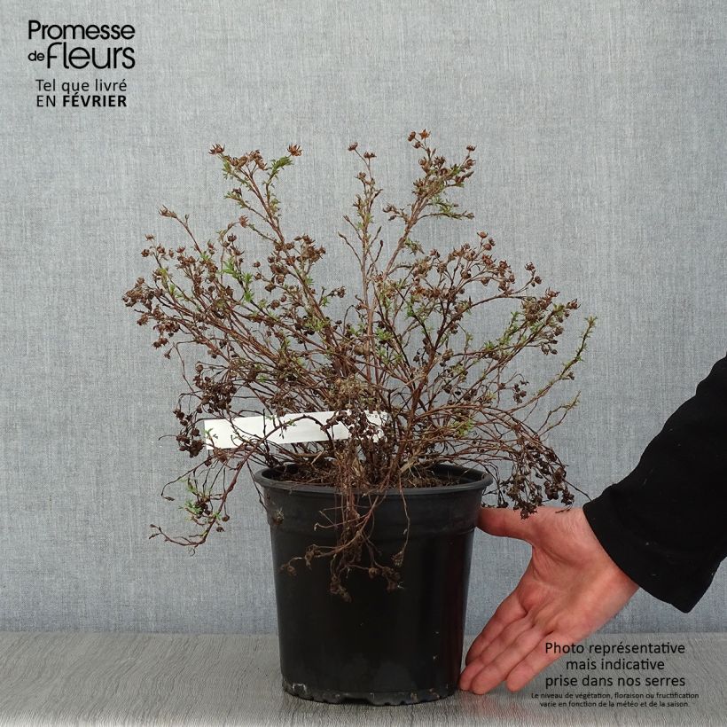 Potentille arbustive - Potentilla fruticosa Creamissima Pot de 4L/5L esemplare consegnato in inverno