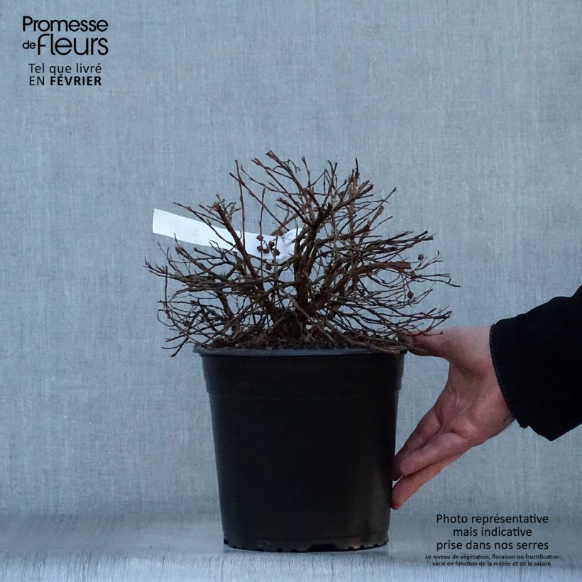 Potentille arbustive - Potentilla fruticosa Double Punch Gold Pot de 3L/4L esemplare consegnato in inverno